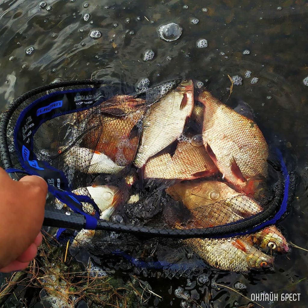 Улов жителя Бреста на Гребном канале