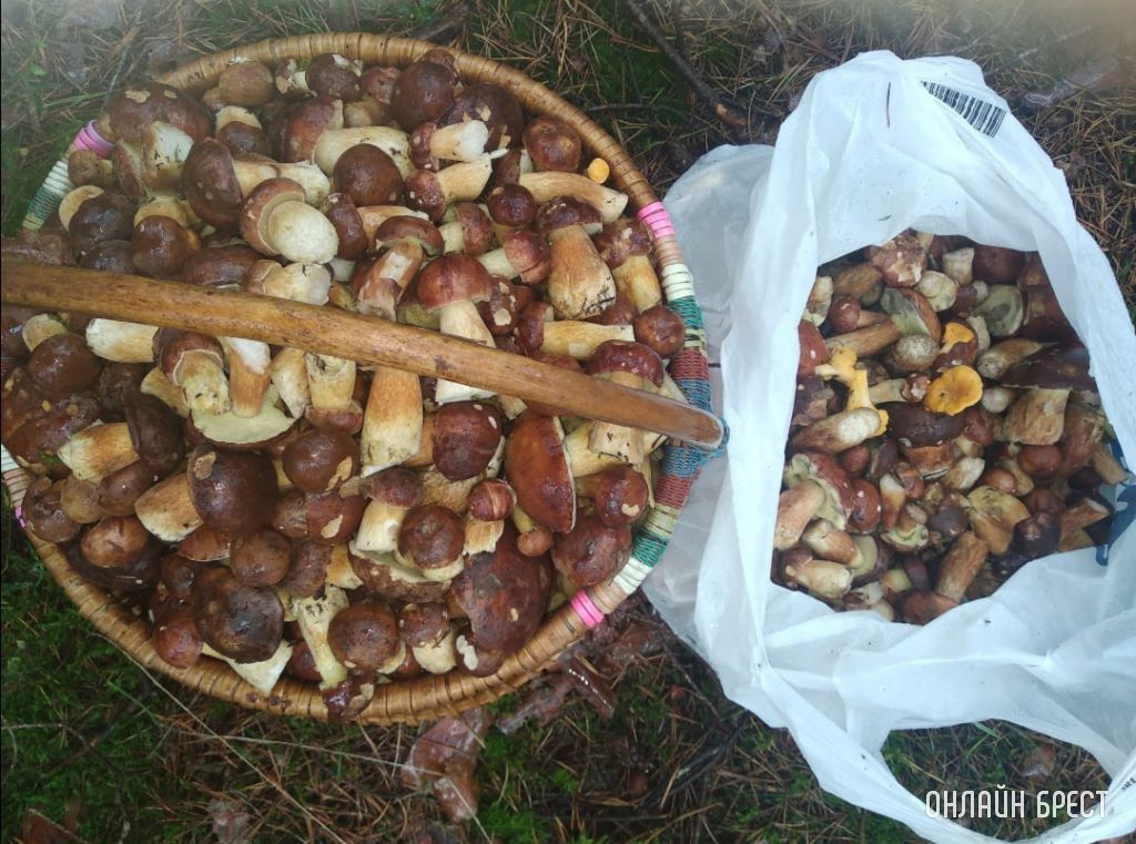 «Тихая охота» удалась!