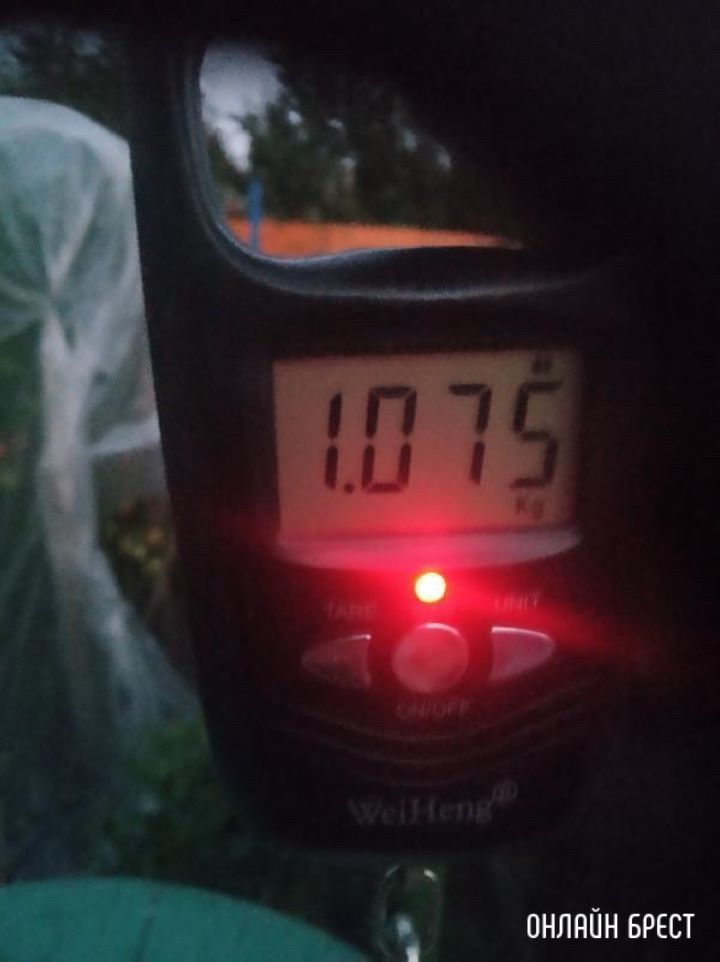 Посмотрите, какой огромный помидор вырос в Бресте