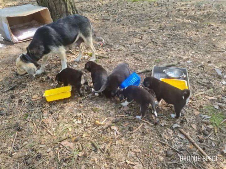 Читательница: В лес в районе деревни Заказанка (Брестский район), какие-то нехорошие люди вывезли и оставили собаку с пятью щенками