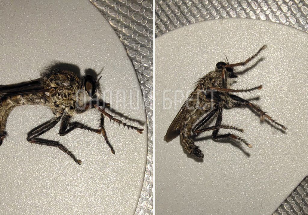 Читатель: Хищная муха Ктырь? Была обнаружена в Бресте на Набережной