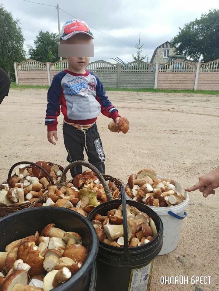 Брест. Грибной «улов» читателя