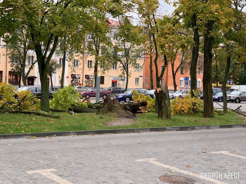 Повалило дерево возле автовокзала в Бресте