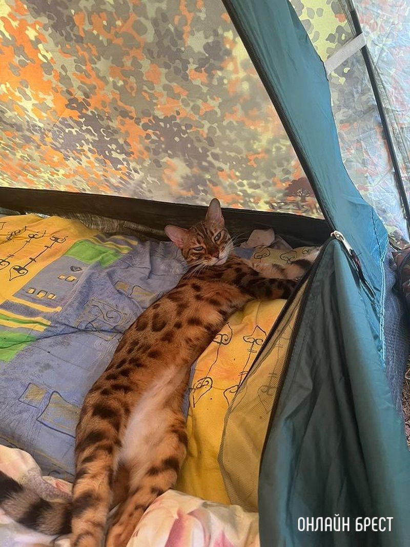 Читатель: Прошу помощи. 20 июня в районе д.Бульково потерялась Бенгальская кошка