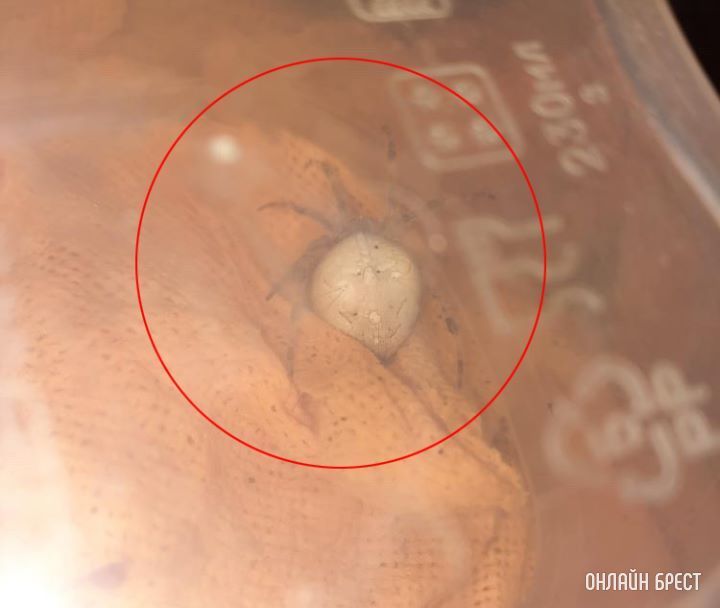 Обнаружила на даче в районе в Брестском районе. Кто это? Опасен ли он?