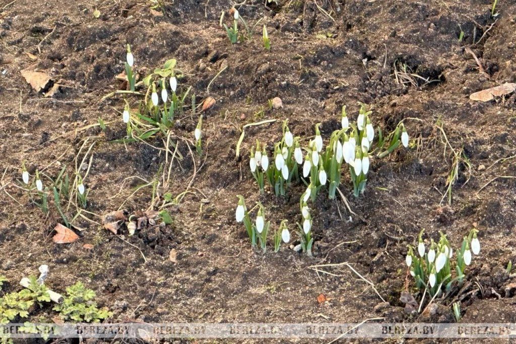 В Березе в середине февраля расцвели подснежники