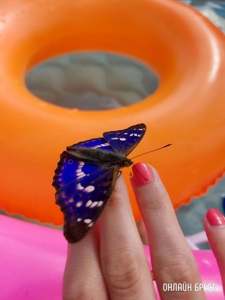 Читатель: Удалось увидеть бабочку-хамелеона. Посмотрите, какая она красивая!