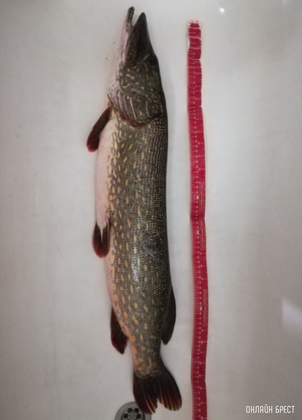 Улов жителей Бреста