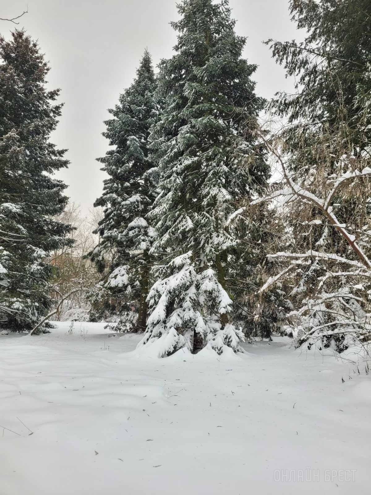 Читатель: Зимняя сказка в дендрарии БрГУ им. А.С.Пушкина