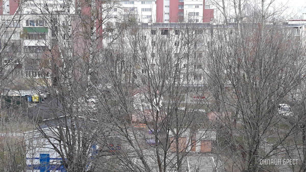 Читатель: Во дворе ясли-сада № 27 г. Бреста на дереве (уровень пятого этажа) целый день сидит белый котик