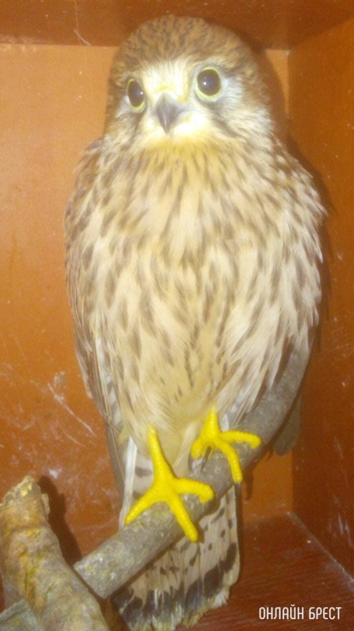 Мои дети нашли птенца сокола, который не умеет летать, что с ним делать?