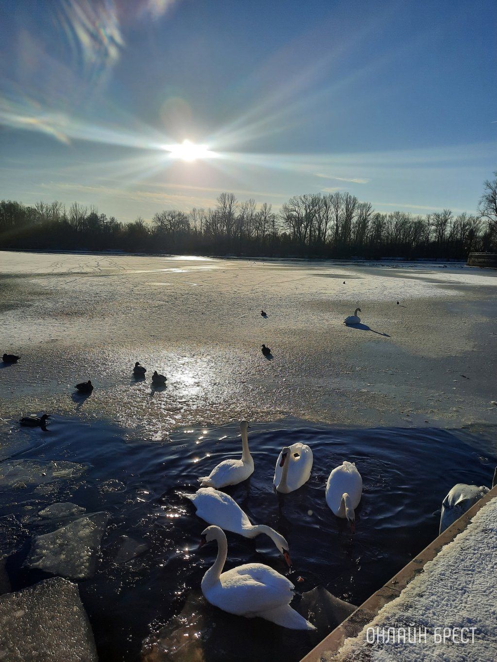 Читатель: Красиво! Лебеди на Набережной Бреста
