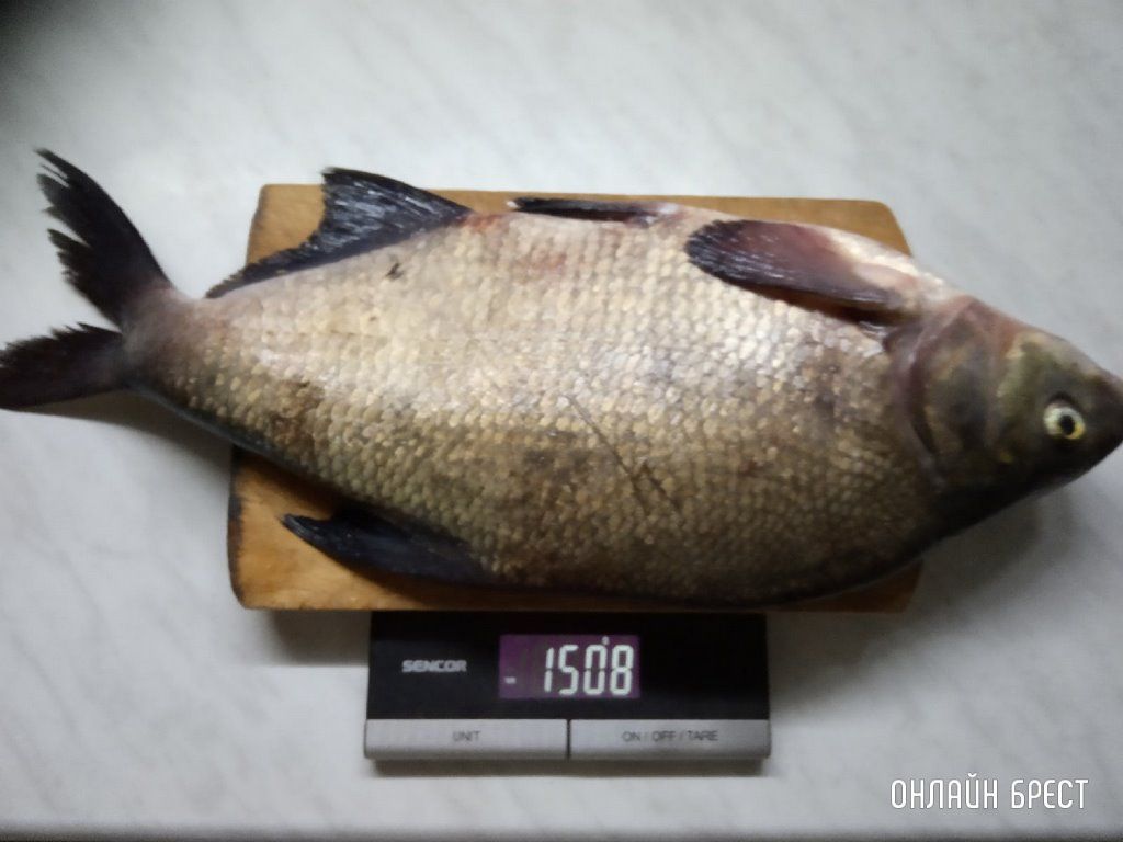 Улов рыбака на Гребном