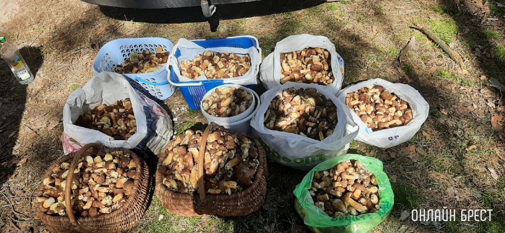 Читатели продолжают делиться фотографиями «тихой охоты»