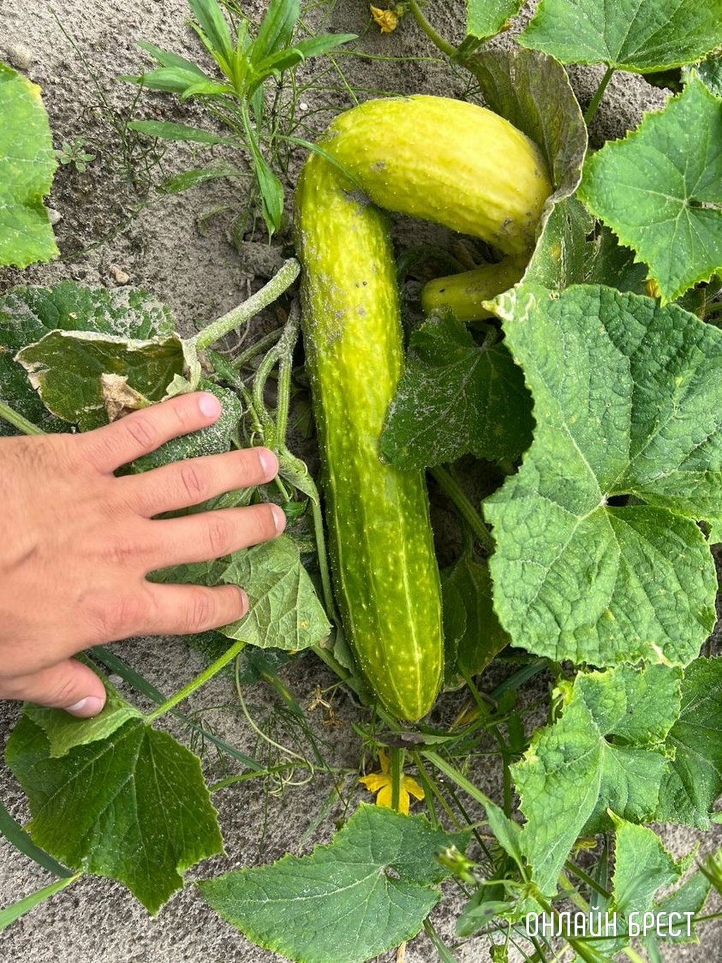 Читатель: Посмотрите, какой гигантский огурец вырос на огороде