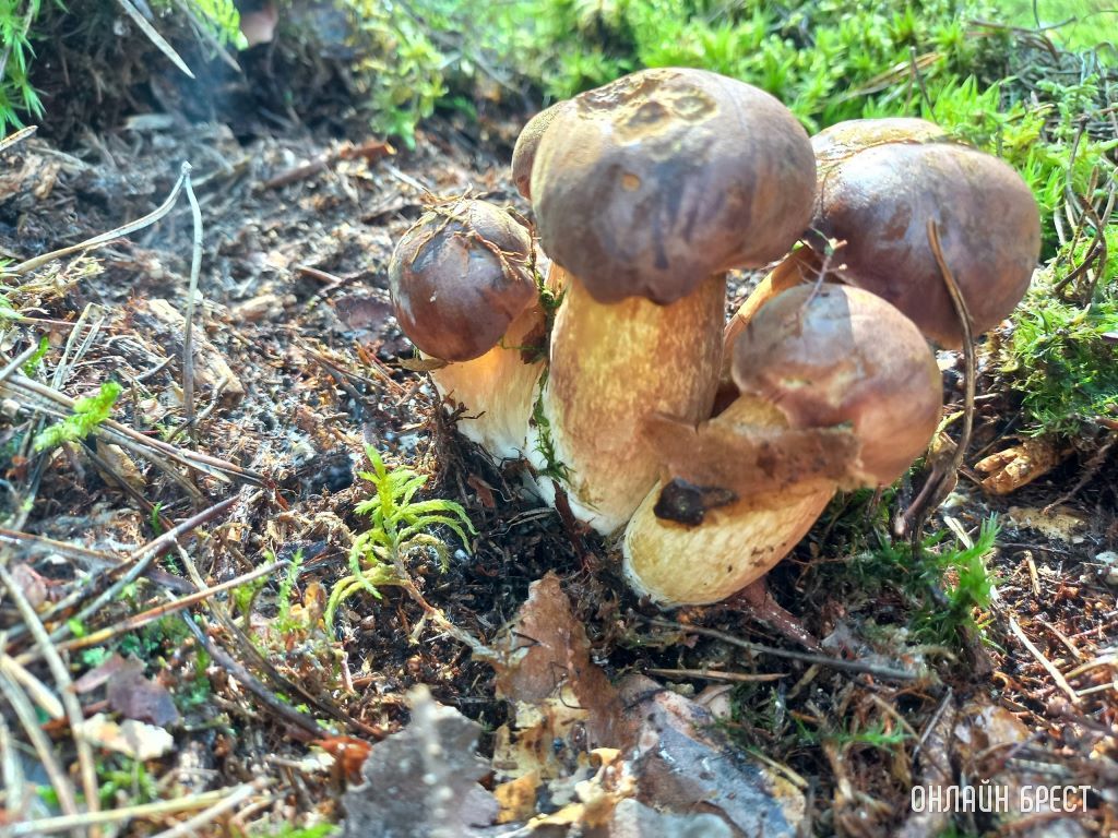 Грибной «улов» наших читателей