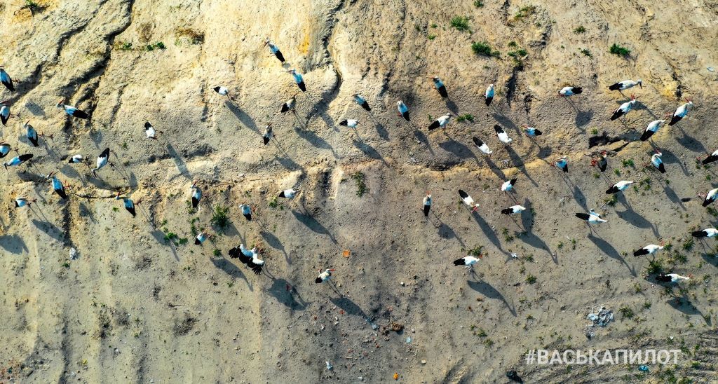 Свалка мусора и аисты. Полигон рядом с Пинском