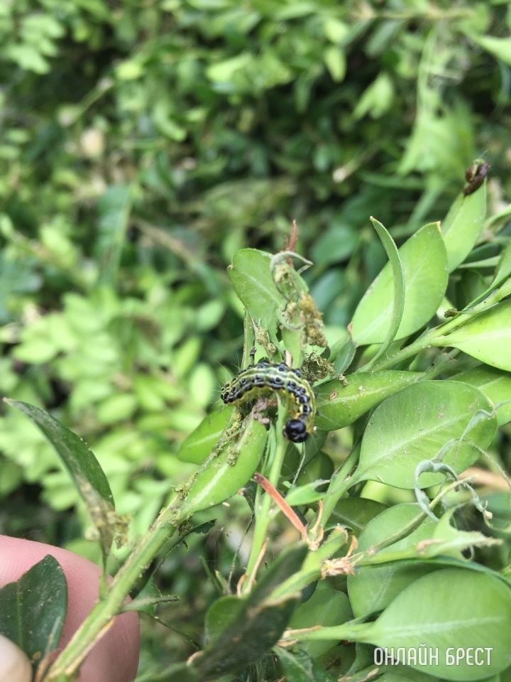 Нужна помощь! Чем можно истребить гусеницу «Огневку»? Съедает самшит на глазах