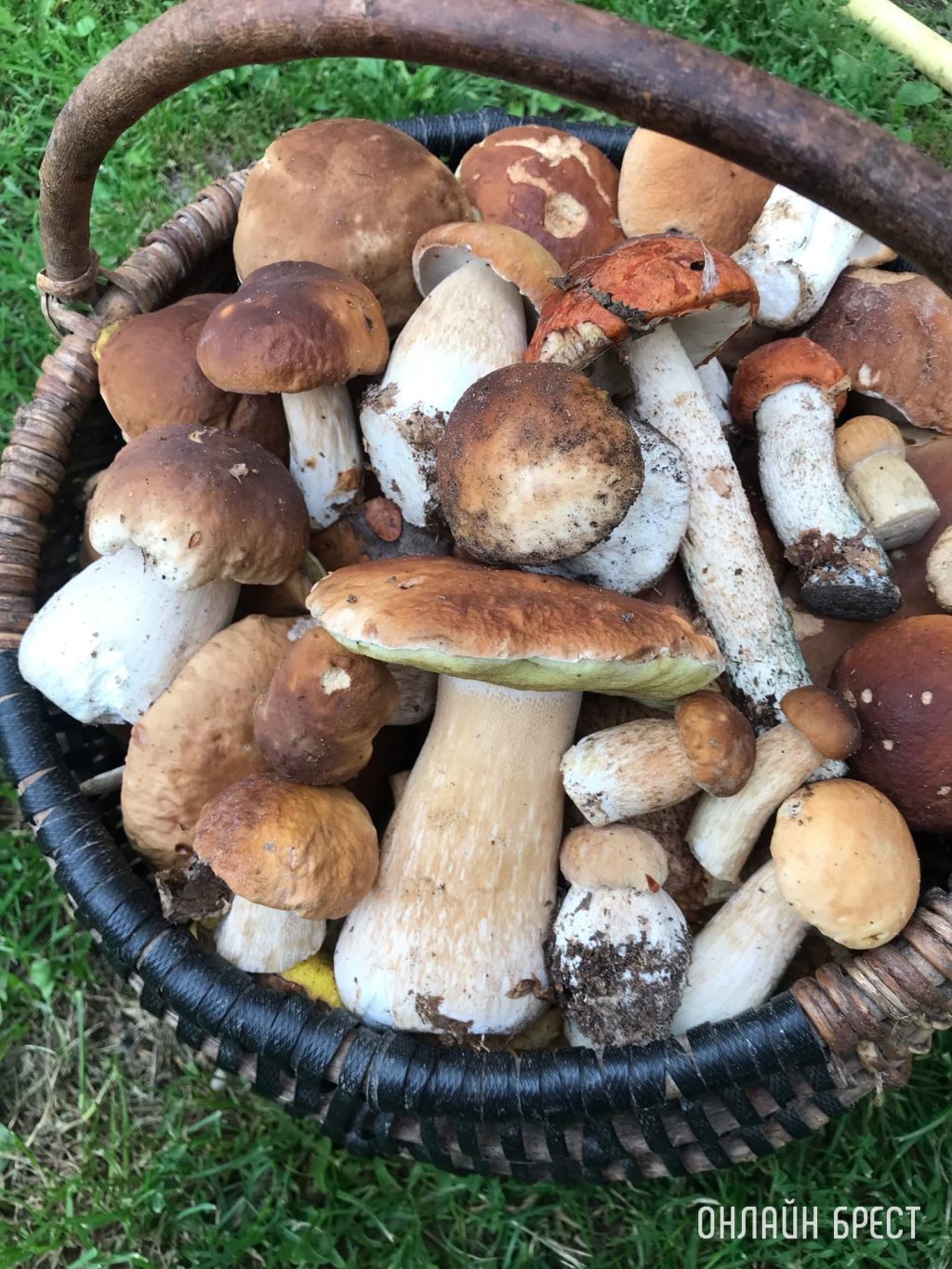 Читатели продолжают делиться фотографиями «грибной охоты»
