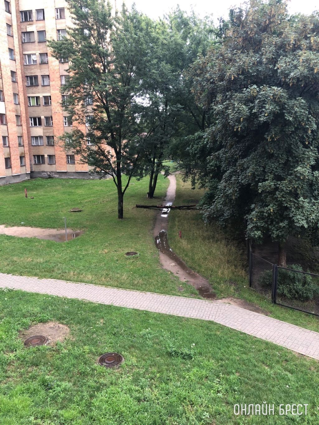 Дерево упало на дорожку. Брест, Заводской 3-й пер. 34А