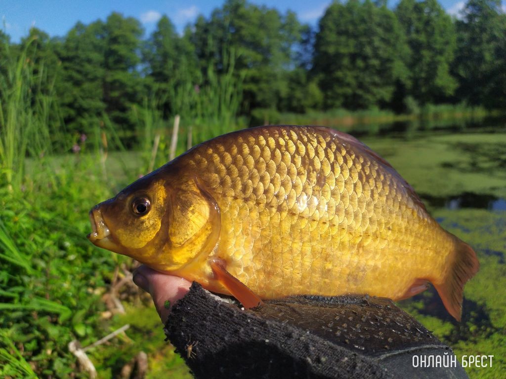 Посмотрите, какие красивые караси клюют на Мухавце. Золотой карась или карась Пятак. Редкость для наших водоемов