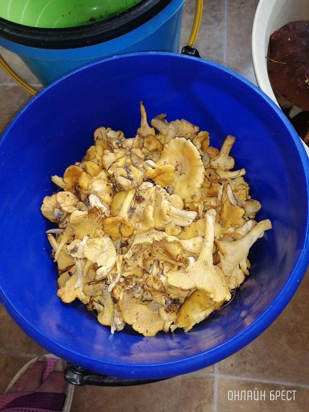 Читательница: Мой грибной «улов». Малоритский район, 6 августа