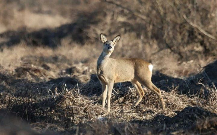 Косуля попала в объектив камеры. Фото сделано в Брестской области