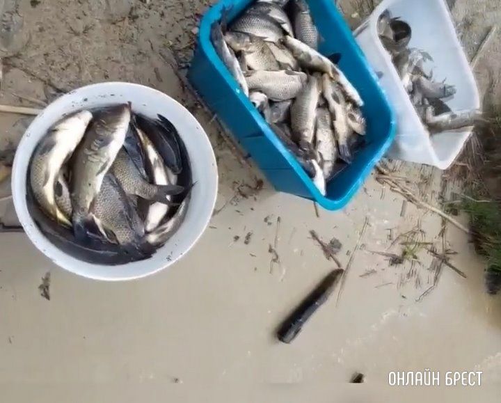 Брестские рыбаки: Более 100 кг карпиков ушли жить в Мухавец