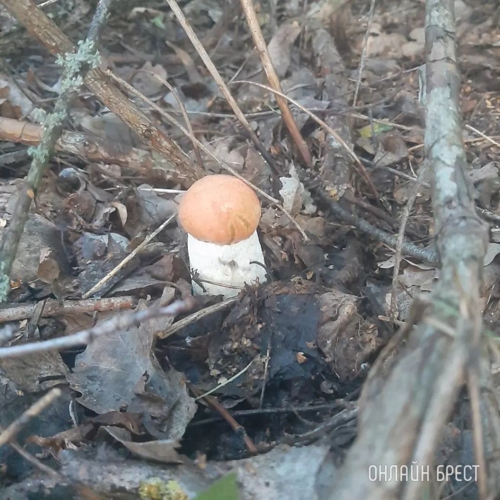 Читатель: Сегодня открыл грибной сезон :) Кобринский район