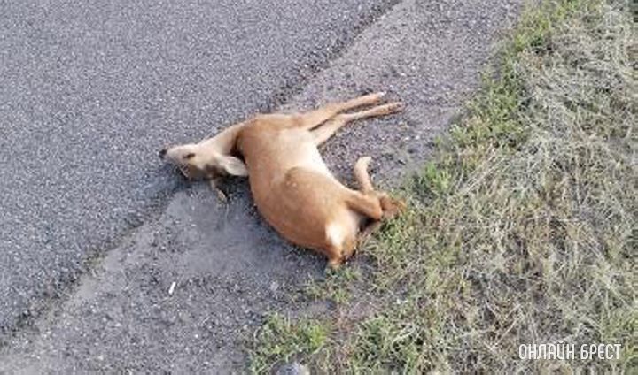 Под Брестом кто-то сбил косулю
