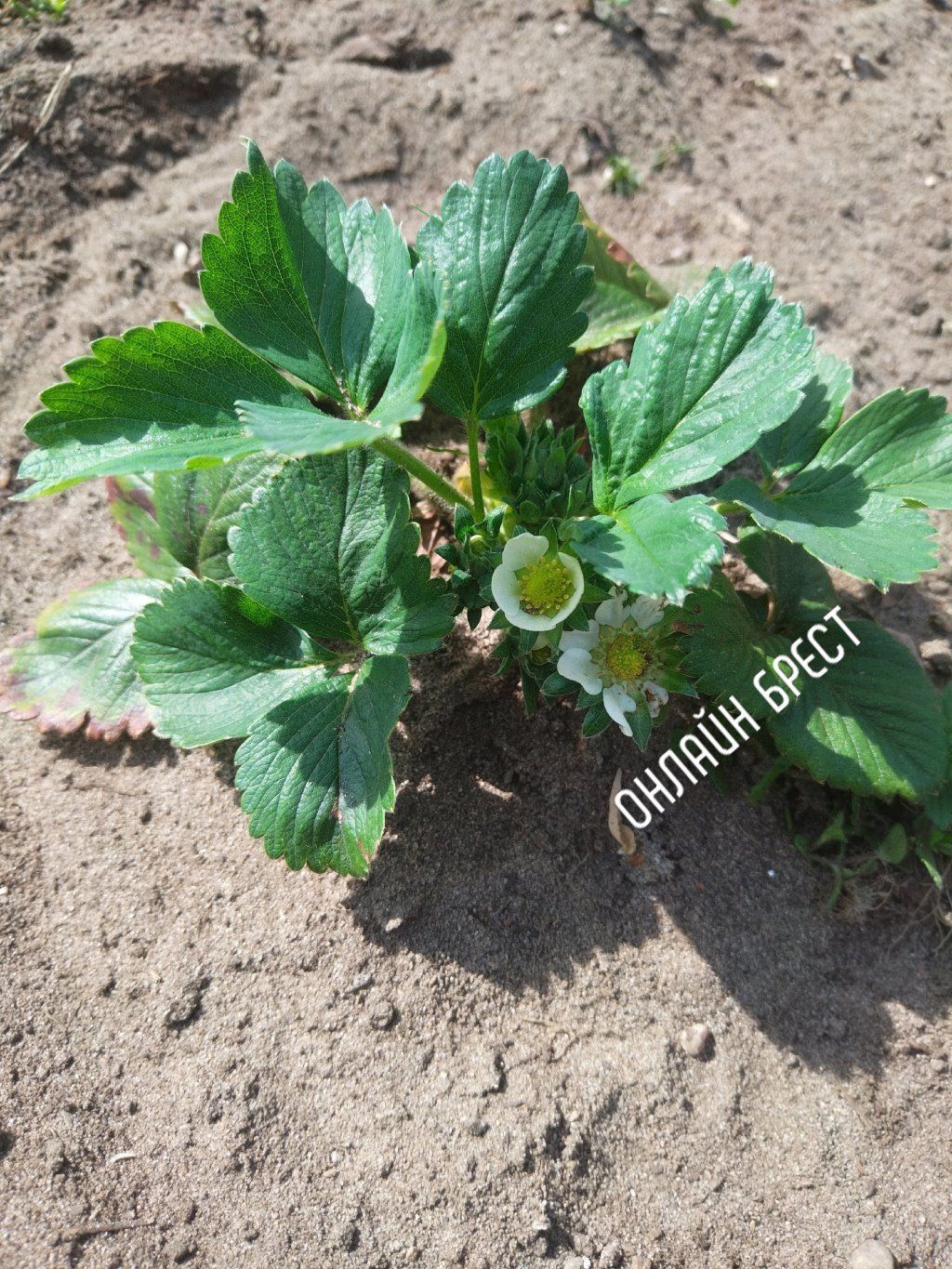 Читатель: 13 апреля, на даче под Брестом в открытом грунте цветет клубника!