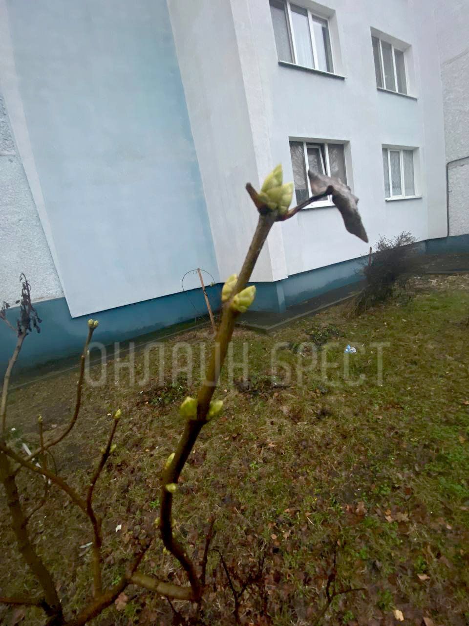 Читатель: В Бресте а деревьях распускаются почки