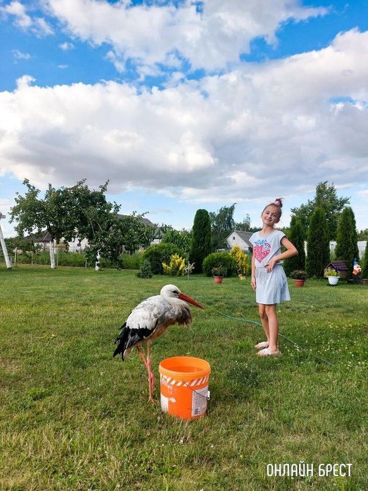 Читатель: Тот самый аист продолжает путешествовать по Жабинке