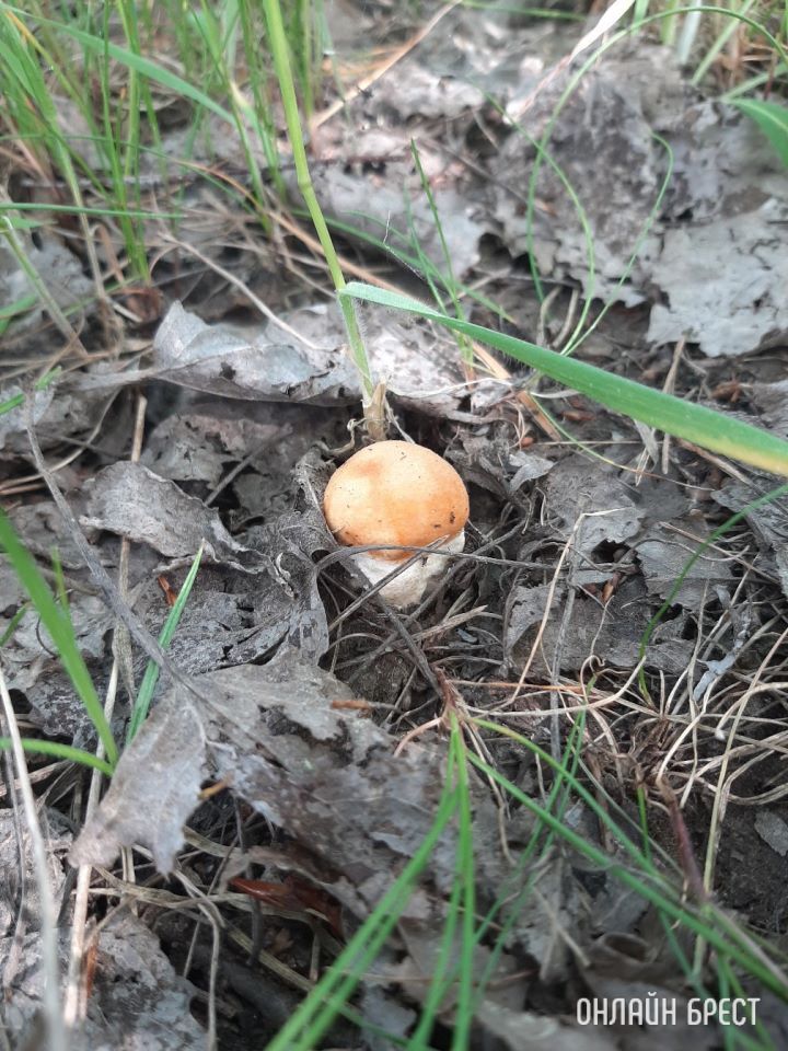 Первые летние грибочки в Брестской области (Кобринский район, деревня Лыщики)