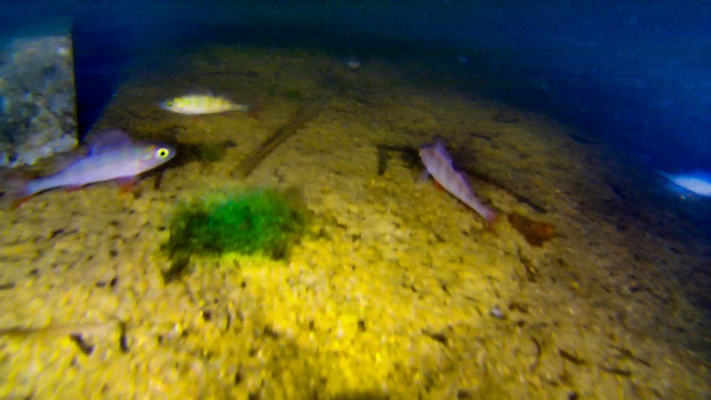 Подводный мир. Ночная жизнь на дне водоема под Брестом