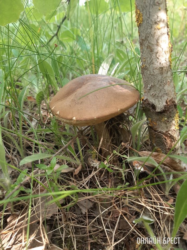 Первые летние грибочки в Брестской области (Кобринский район, деревня Лыщики)