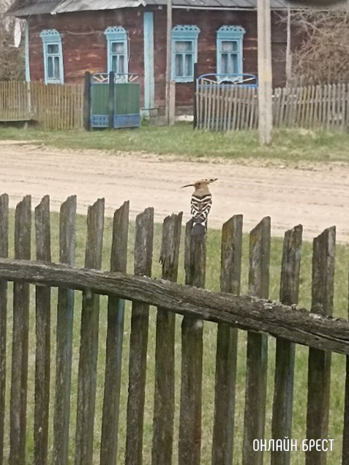Читатель: Посмотрите, какая птица была замечена в Брестской области (Ивановский район, деревня Завоятин)