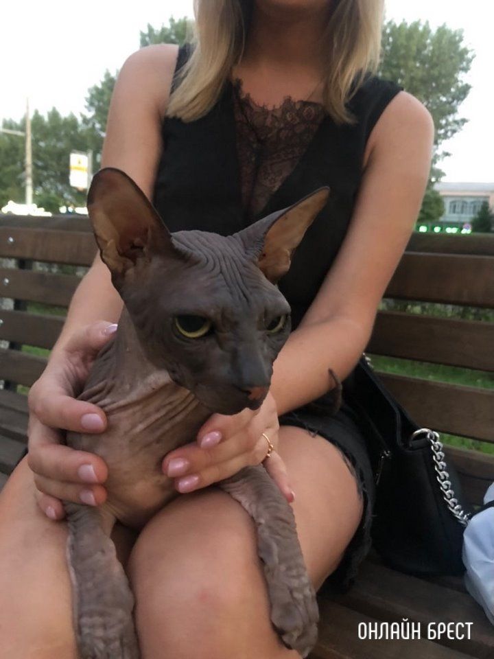 Читатель: Нашли канадского сфинкса в Бресте на Машерова, 34. Чей?