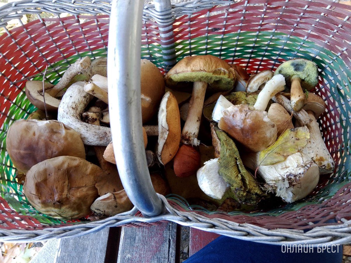 Читатель: Тихая охота удалась!