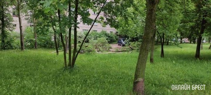 Брест ул. Молодогвардейская 2. За домом раньше стояли машины, теперь лежат деревья