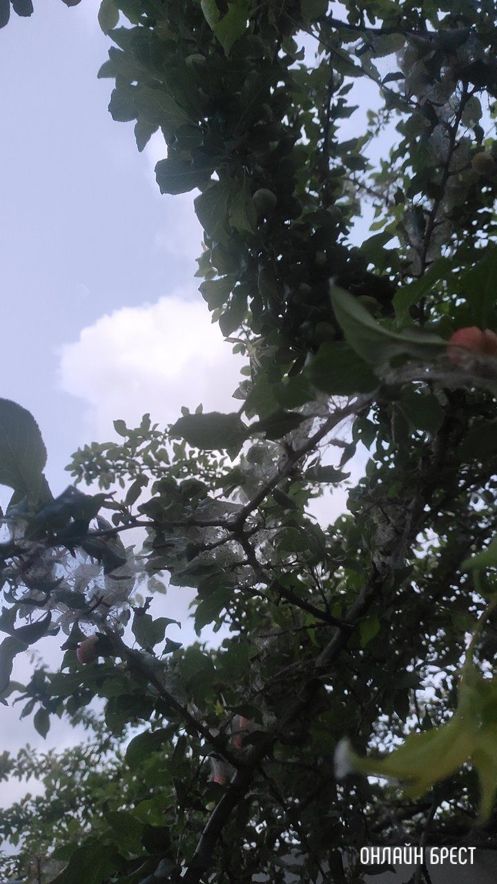 Читатель: Откуда берется эта густая паутина на деревьях?