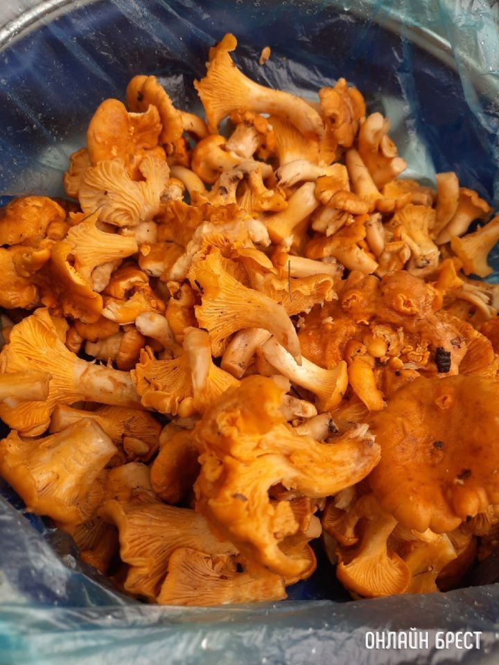 Грибной «улов» в Тельмовском лесу