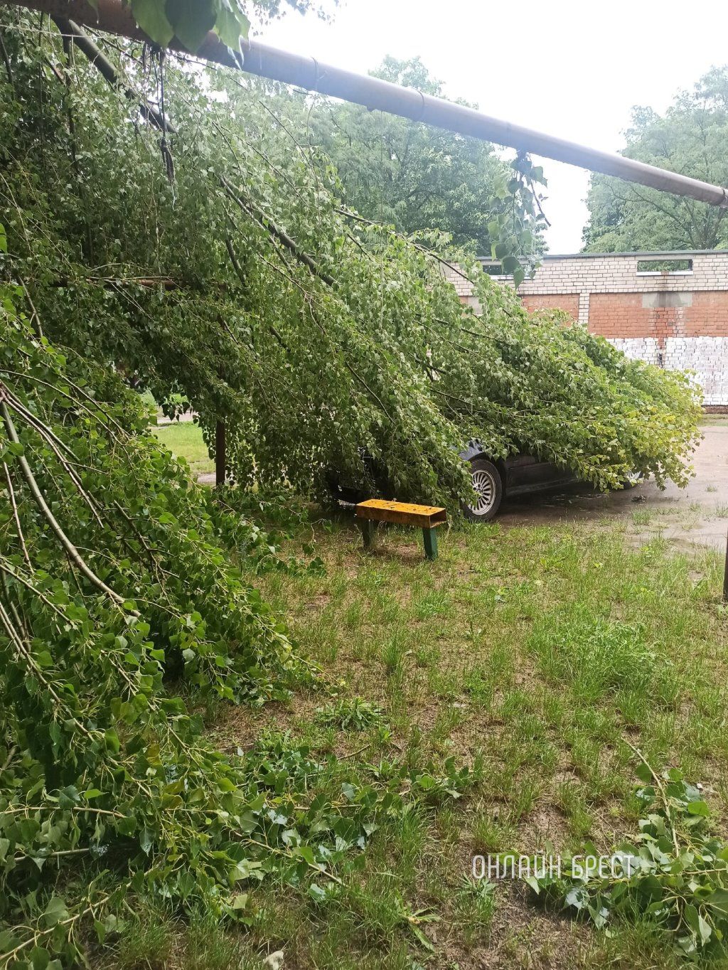 Читатель: Брест, ул. Советской Конституции. Ветка упала на BMW