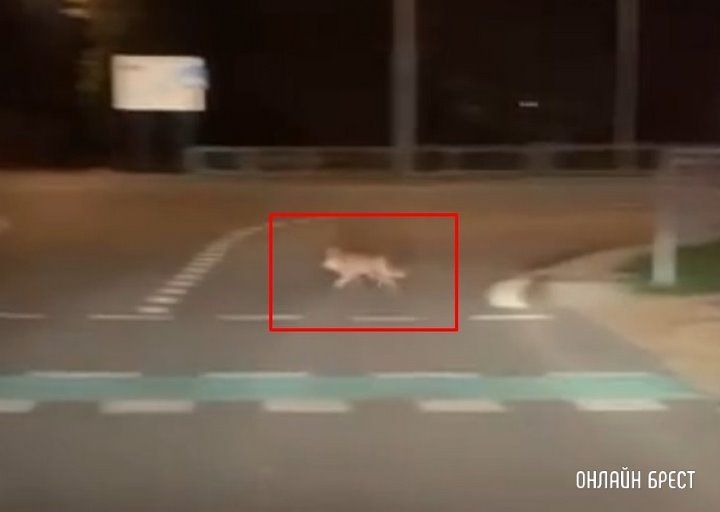 Читатель: Сегодня ночью лиса бегала около Брестской крепости