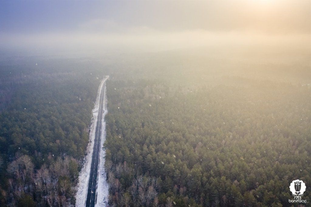 Зубры, снег и бескрайние леса – смотрите зимние фото Беловежской пущи