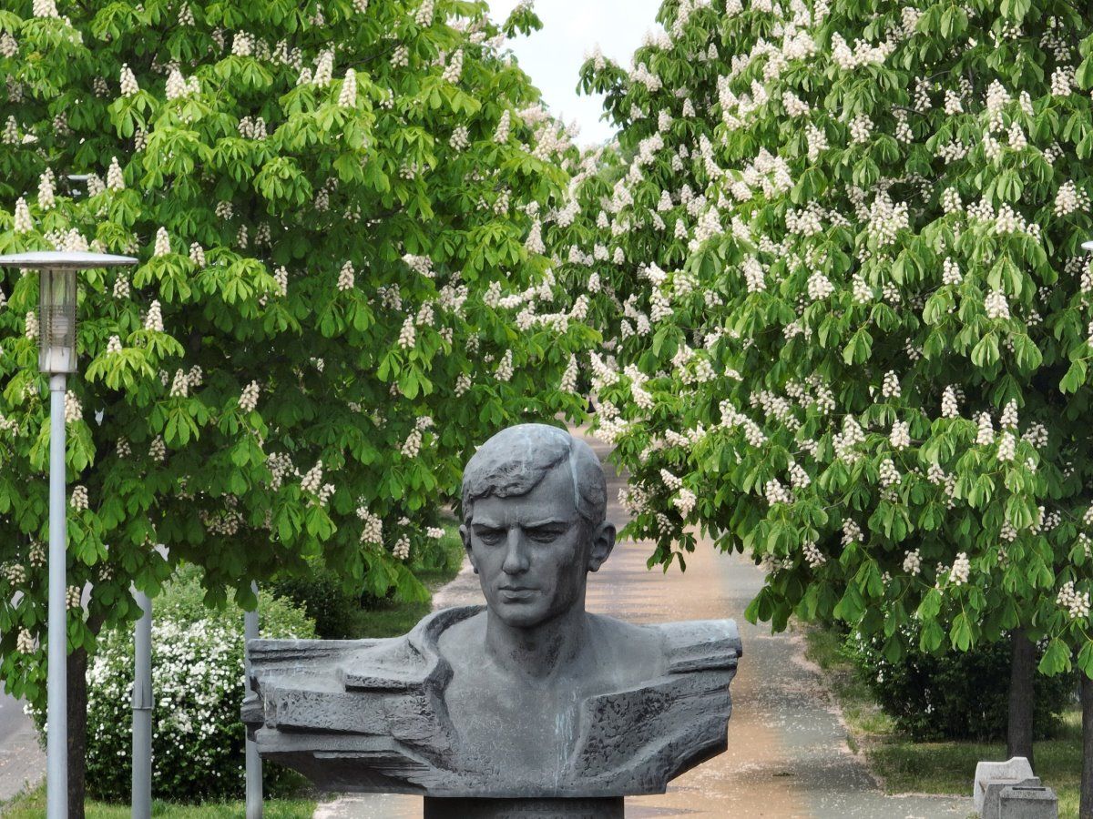 Посмотрите, как красиво цветут каштаны в Бресте