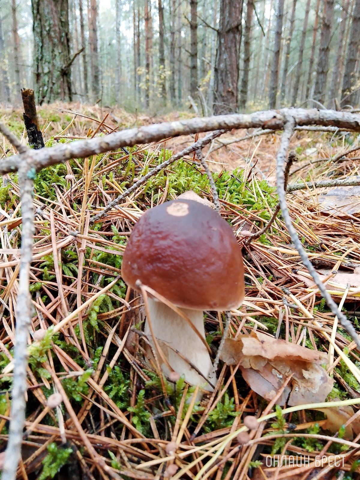 Читатель: Тихая охота удалась!