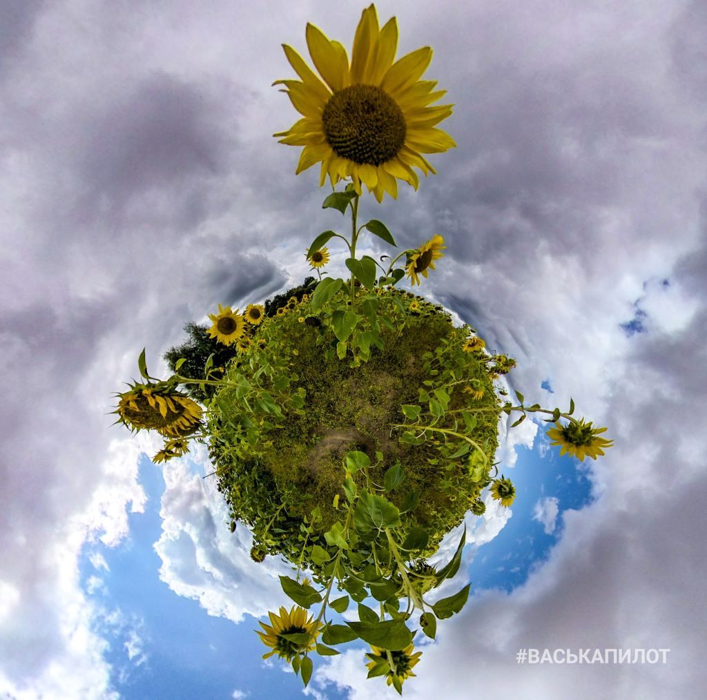 Посмотрите, какое поле подсолнухов есть недалеко от Бреста