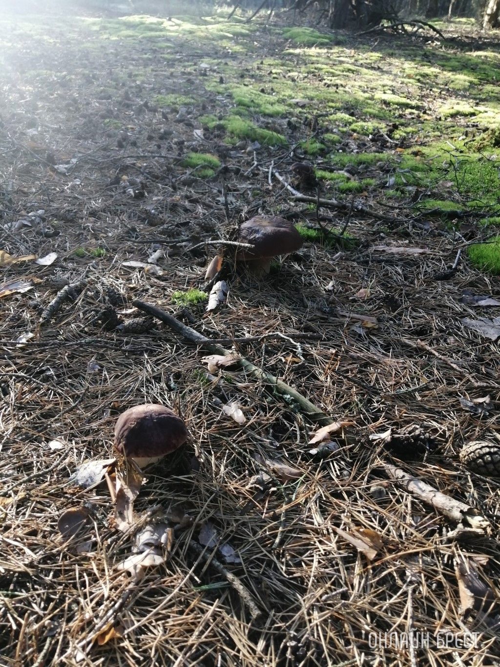 Читательница: Мой грибной «улов». Малоритский район, 6 августа