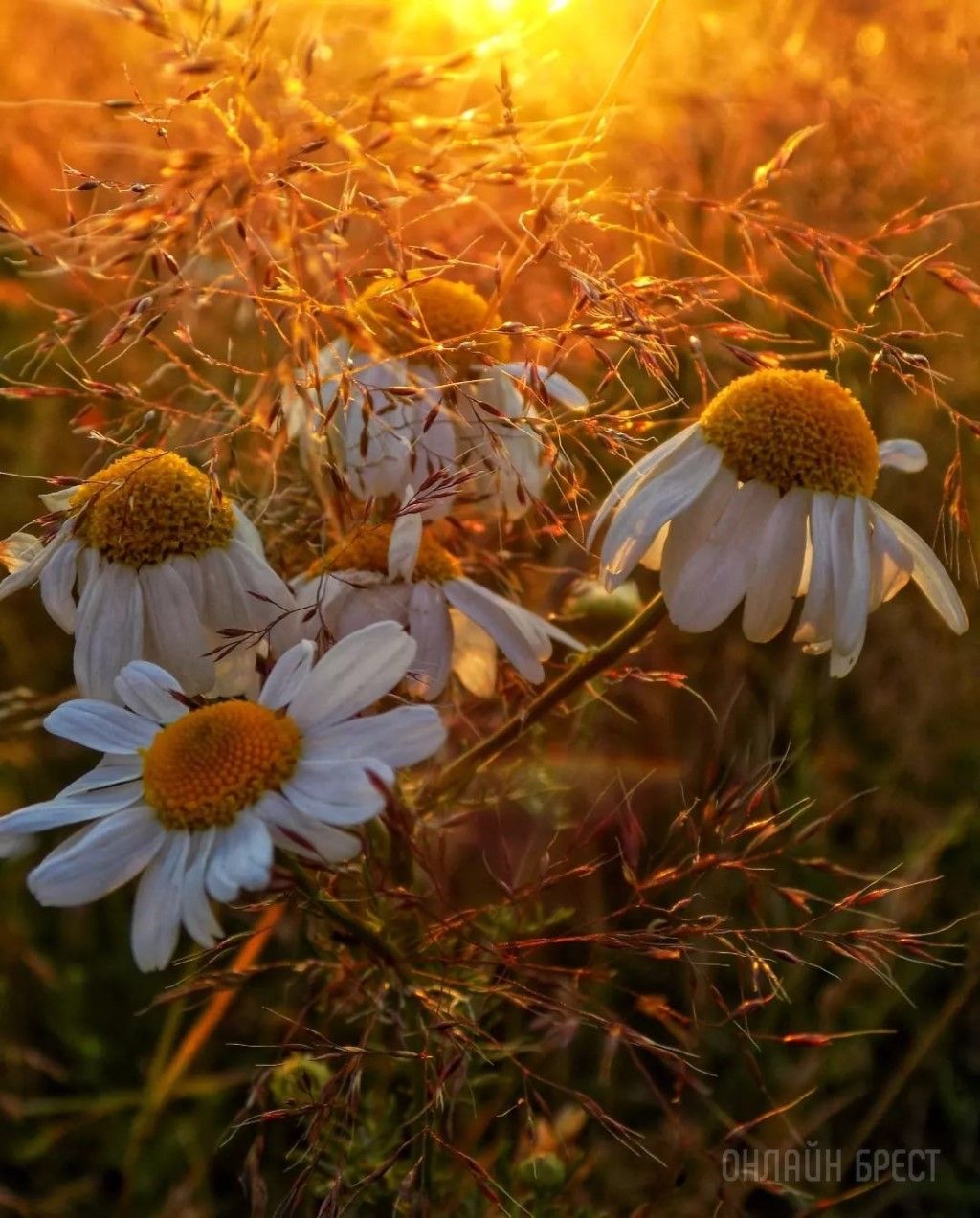 Читательница: Немного природы в ленту. Закат на фоне ромашек